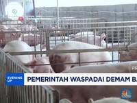 Video : Pemerintah Waspadai Demam Babi Afrika