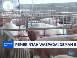 Video : Pemerintah Waspadai Demam Babi Afrika