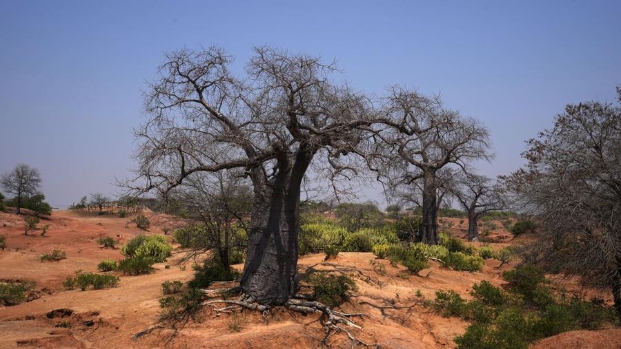 Pohon Baobab berdiri di Chirundu, Zambia, Kamis, 26 September 2024. (AP Photo/Themba Hadebe)