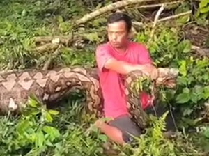Ular Piton 7 Meter Buncit Ditebas Warga, Ternyata Ada Anak Sapi