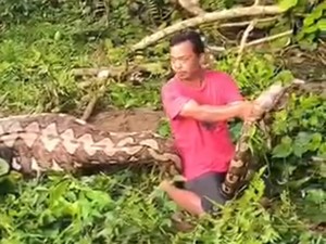 Ular Piton Raksasa Berukuran 7 Meter Dibunuh Warga Usai Telan Anak Sapi