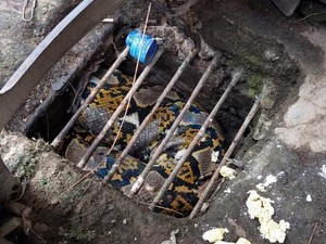Kepalanya Nyangkut di Got Delanggu Klaten, Ular Piton 2,5 Meter Dievakuasi