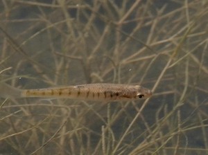 Ikan Ini Pakai Ekor untuk Hidup di Darat dan Bernapas!