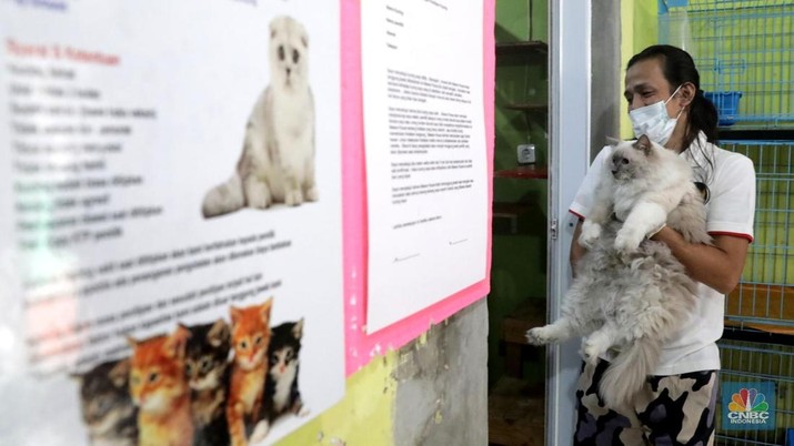 Ilustrasi Pet Care. (CNBC Indonesia/Muhammad Sabki)