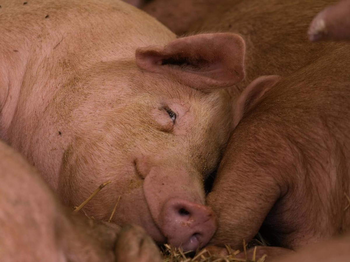 Operasi Bersejarah: Transplantasi Hati Babi Genetik Sukses Namun Pasien Meninggal