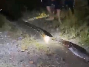 Piton 7 Meter Mati Ditebas Warga Usai Lilit Motor Pasutri di Luwu