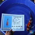 Hoki Dibalik Hobi Ikan Koi, Begini Tips Buat Pemula