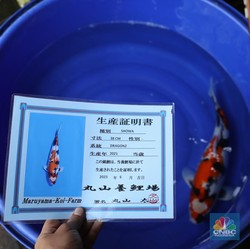 Hoki Dibalik Hobi Ikan Koi, Begini Tips Buat Pemula