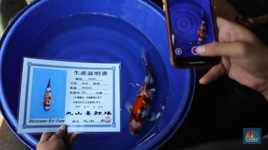 Pekerja memilah ikan hias jenis koi di kawasan Bedahan, Sawangan, Depok, Jawa Barat, Jumat (20/12/2024). (վ/Tri Susilo)