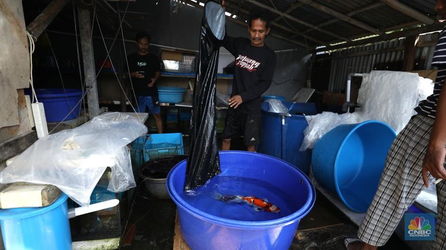 Pekerja memilah ikan hias jenis koi di kawasan Bedahan, Sawangan, Depok, Jawa Barat, Jumat (20/12/2024). (վ/Tri Susilo)