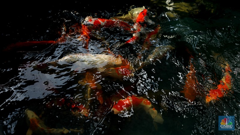 Pekerja memilah ikan hias jenis koi di kawasan Bedahan, Sawangan, Depok, Jawa Barat, Jumat (20/12/2024). (CNBC Indonesia/Tri Susilo) Pekerja memilah ikan hias jenis koi di kawasan Bedahan, Sawangan, Depok, Jawa Barat, Jumat (20/12/2024). (CNBC Indonesia/Tri Susilo)