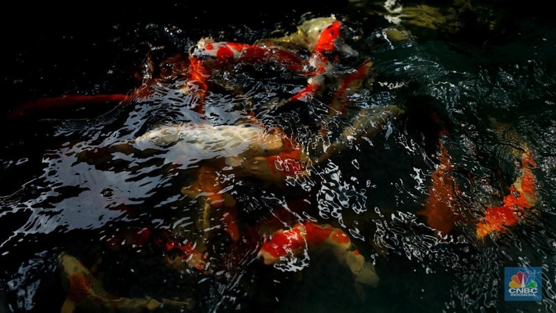 Pekerja memilah ikan hias jenis koi di kawasan Bedahan, Sawangan, Depok, Jawa Barat, Jumat (20/12/2024). (CNBC Indonesia/Tri Susilo)