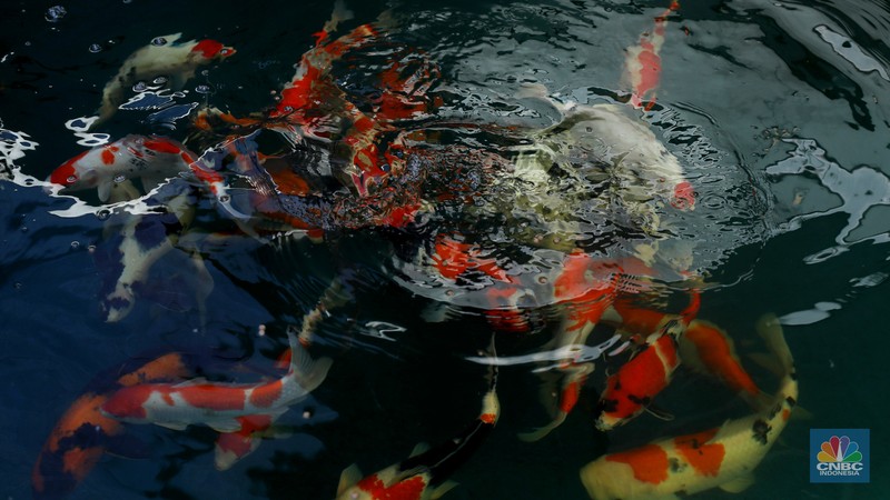 Pekerja memilah ikan hias jenis koi di kawasan Bedahan, Sawangan, Depok, Jawa Barat, Jumat (20/12/2024). (CNBC Indonesia/Tri Susilo) Pekerja memilah ikan hias jenis koi di kawasan Bedahan, Sawangan, Depok, Jawa Barat, Jumat (20/12/2024). (CNBC Indonesia/Tri Susilo)