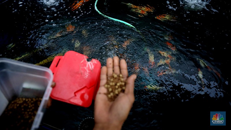 Pekerja memilah ikan hias jenis koi di kawasan Bedahan, Sawangan, Depok, Jawa Barat, Jumat (20/12/2024). (CNBC Indonesia/Tri Susilo) Pekerja memilah ikan hias jenis koi di kawasan Bedahan, Sawangan, Depok, Jawa Barat, Jumat (20/12/2024). (CNBC Indonesia/Tri Susilo)