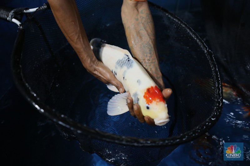 Pekerja memilah ikan hias jenis koi di kawasan Bedahan, Sawangan, Depok, Jawa Barat, Jumat (20/12/2024). (CNBC Indonesia/Tri Susilo) Pekerja memilah ikan hias jenis koi di kawasan Bedahan, Sawangan, Depok, Jawa Barat, Jumat (20/12/2024). (CNBC Indonesia/Tri Susilo)