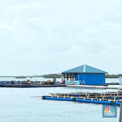 Zulhas Mau Hidupkan Lagi 20.000 Ha Tambak Mati di Pantura, untuk Apa?