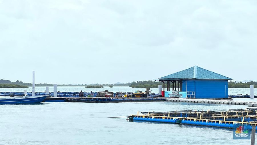 Tambak Lobster Pasir, Krankang M untuk ukuran 5-30Gram, memakan waktu 3-4 bulan. Tambak diawasi CCTV. (CNBC Indonesia/Emanuella B)
