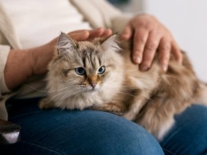 Infografis: Sederet Manfaat Memelihara Kucing bagi Kesehatan