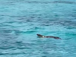 Viral Komodo Berenang di Pink Beach, Kepala Balai: Aman