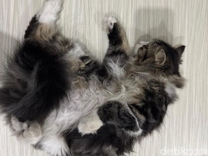 7 Penyebab Kucing Tidur Telentang yang Harus Diketahui