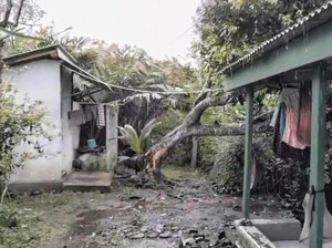 Cuaca Ekstrem, Pohon Bertumbangan Timpa Rumah Warga di Bondowoso