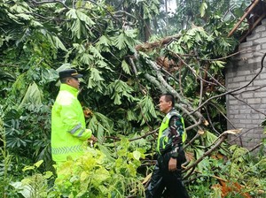 Pohon Tumbang Timpa Rumah-Longsor Terjadi di Melaya Jembrana