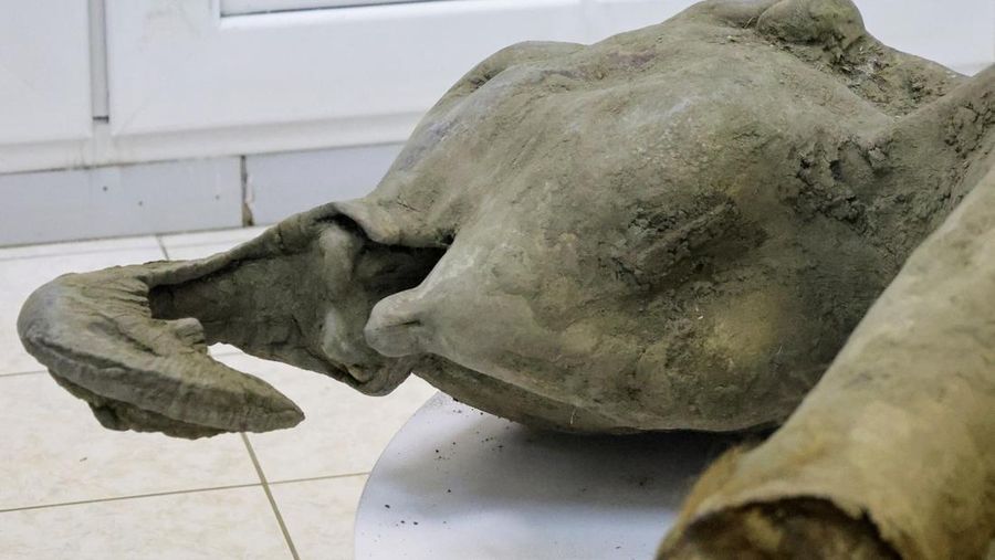 Para peneliti berdiri di balik pagar kaca saat mereka menunjukkan bangkai bayi mammoth, yang diperkirakan berusia lebih dari 50.000 tahun dan ditemukan di lapisan es Siberia di kawah Batagaika di distrik Verkhoyansky, Yakutia, selama demonstrasi di laboratorium Museum Mammoth di Universitas Federal Timur Laut di Yakutsk, Rusia, 23 Desember 2024. (REUTERS/Roman Kutukov)
