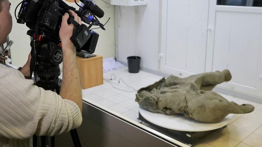 Para peneliti berdiri di balik pagar kaca saat mereka menunjukkan bangkai bayi mammoth, yang diperkirakan berusia lebih dari 50.000 tahun dan ditemukan di lapisan es Siberia di kawah Batagaika di distrik Verkhoyansky, Yakutia, selama demonstrasi di laboratorium Museum Mammoth di Universitas Federal Timur Laut di Yakutsk, Rusia, 23 Desember 2024. (REUTERS/Roman Kutukov)