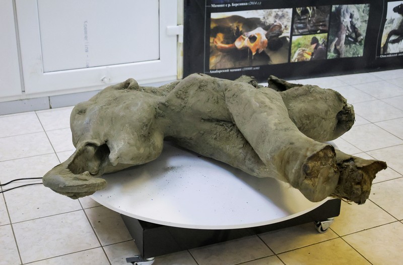 Para peneliti berdiri di balik pagar kaca saat mereka menunjukkan bangkai bayi mammoth, yang diperkirakan berusia lebih dari 50.000 tahun dan ditemukan di lapisan es Siberia di kawah Batagaika di distrik Verkhoyansky, Yakutia, selama demonstrasi di laboratorium Museum Mammoth di Universitas Federal Timur Laut di Yakutsk, Rusia, 23 Desember 2024. Para peneliti berdiri di balik pagar kaca saat mereka menunjukkan bangkai bayi mammoth, yang diperkirakan berusia lebih dari 50.000 tahun dan ditemukan di lapisan es Siberia di kawah Batagaika di distrik Verkhoyansky, Yakutia, selama demonstrasi di laboratorium Museum Mammoth di Universitas Federal Timur Laut di Yakutsk, Rusia, 23 Desember 2024. (REUTERS/Roman Kutukov)