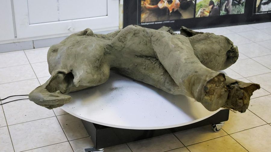 Para peneliti berdiri di balik pagar kaca saat mereka menunjukkan bangkai bayi mammoth, yang diperkirakan berusia lebih dari 50.000 tahun dan ditemukan di lapisan es Siberia di kawah Batagaika di distrik Verkhoyansky, Yakutia, selama demonstrasi di laboratorium Museum Mammoth di Universitas Federal Timur Laut di Yakutsk, Rusia, 23 Desember 2024. (REUTERS/Roman Kutukov)
