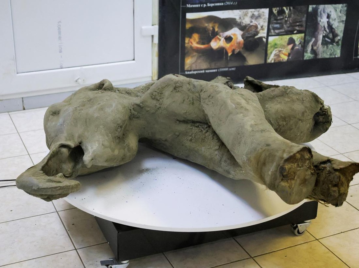 Manusia Purba di Italia Membantai Gajah untuk Makanan dan Alat 404 Ribu Tahun Lalu