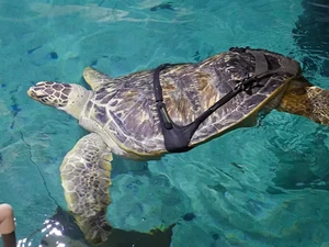 Penyu Ini Punya Sindrom Pantat Gelembung yang Buatnya Sulit Berenang, Mengapa?