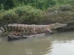 Heboh Buaya Besar Kembali Muncul di Sidoarjo