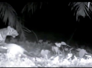 Harimau Mangsa Sapi Milik Warga di Lampung, Aksinya Terekam CCTV
