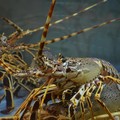 Lobster RI Tersisih dari Meja Makan China, Berkah Imlek Memudar