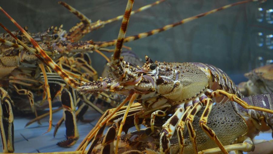 Ilustrasi Lobster. Ilustrasi Lobster. (Dok. Pexels)