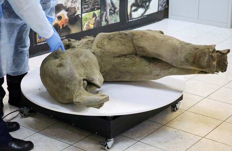 Para peneliti berdiri di balik pagar kaca saat mereka menunjukkan bangkai bayi mammoth, yang diperkirakan berusia lebih dari 50.000 tahun dan ditemukan di lapisan es Siberia di kawah Batagaika di distrik Verkhoyansky, Yakutia, selama demonstrasi di laboratorium Museum Mammoth di Universitas Federal Timur Laut di Yakutsk, Rusia, 23 Desember 2024. Para peneliti berdiri di balik pagar kaca saat mereka menunjukkan bangkai bayi mammoth, yang diperkirakan berusia lebih dari 50.000 tahun dan ditemukan di lapisan es Siberia di kawah Batagaika di distrik Verkhoyansky, Yakutia, selama demonstrasi di laboratorium Museum Mammoth di Universitas Federal Timur Laut di Yakutsk, Rusia, 23 Desember 2024. (REUTERS/Roman Kutukov)