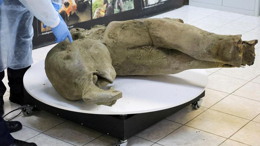 Para peneliti berdiri di balik pagar kaca saat mereka menunjukkan bangkai bayi mammoth, yang diperkirakan berusia lebih dari 50.000 tahun dan ditemukan di lapisan es Siberia di kawah Batagaika di distrik Verkhoyansky, Yakutia, selama demonstrasi di laboratorium Museum Mammoth di Universitas Federal Timur Laut di Yakutsk, Rusia, 23 Desember 2024. (REUTERS/Roman Kutukov)