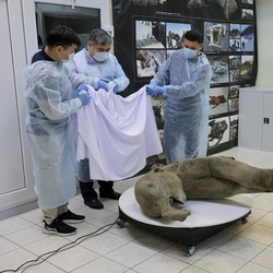 Potret Bayi Mammoth Masih Awet Setelah Terkubur 50 Ribu Tahun