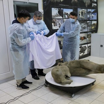 Potret Bayi Mammoth Masih Awet Setelah Terkubur 50 Ribu Tahun