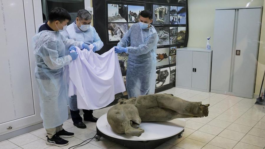 Para peneliti berdiri di balik pagar kaca saat mereka menunjukkan bangkai bayi mammoth, yang diperkirakan berusia lebih dari 50.000 tahun dan ditemukan di lapisan es Siberia di kawah Batagaika di distrik Verkhoyansky, Yakutia, selama demonstrasi di laboratorium Museum Mammoth di Universitas Federal Timur Laut di Yakutsk, Rusia, 23 Desember 2024. (REUTERS/Roman Kutukov)