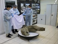 Potret Bayi Mammoth Masih Awet Setelah Terkubur 50 Ribu Tahun