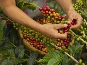 Waduh! Pengamat Prediksi Harga Kopi Bakal Makin Mahal di 2025