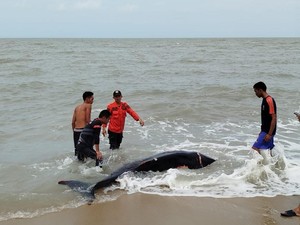 Paus 2,5 Meter Terdampar di Pantai Bangka Tengah