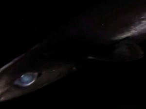 Ilmuwan Temukan Spesies Misterius di Kedalaman Laut Karibia