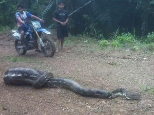 Warga Enrekang Kembali Tangkap Piton Pemangsa Anak Sapi, Kali Ini 6 Meter