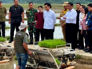 530 Ha Lahan Persawahan Langkat Ditanami Padi Unggul
