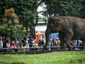 Pengunjung Anak Jatuh ke Kandang Gajah di Ragunan, DPRD Desak Evaluasi Keamanan