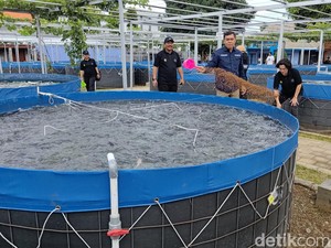Smart Fisheries Village Banyuwangi Siap Suplai Ikan Makan Bergizi Nasional