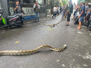 Geger 3 Ular Sanca Keluar Sarang Saat Banjir di Sidoarjo